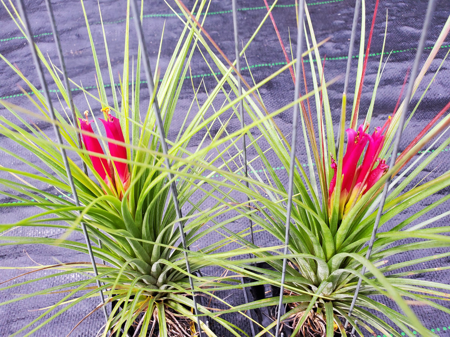 Tillandsia Hawaiian Hot Pink. (funckiana x concolor)