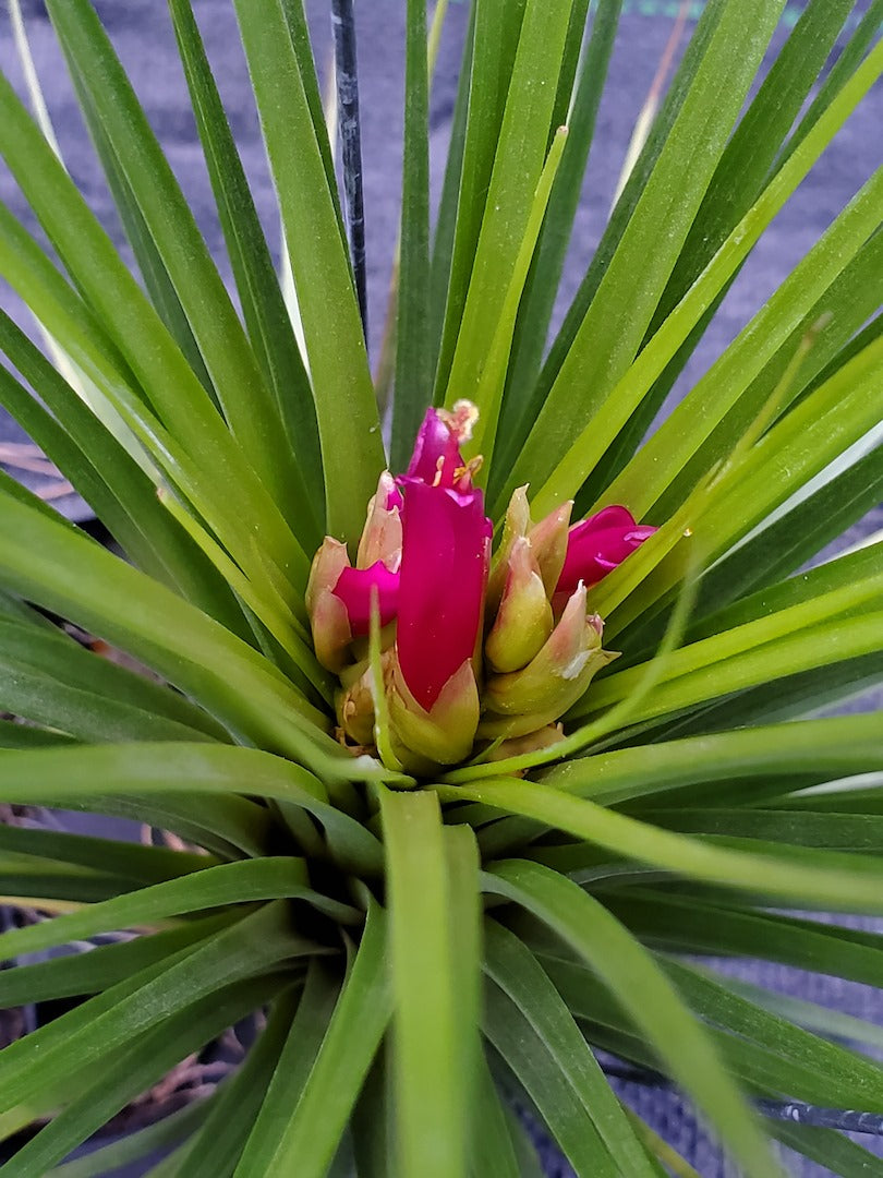 Tillandsia Hawaiian Hot Pink. (funckiana x concolor)