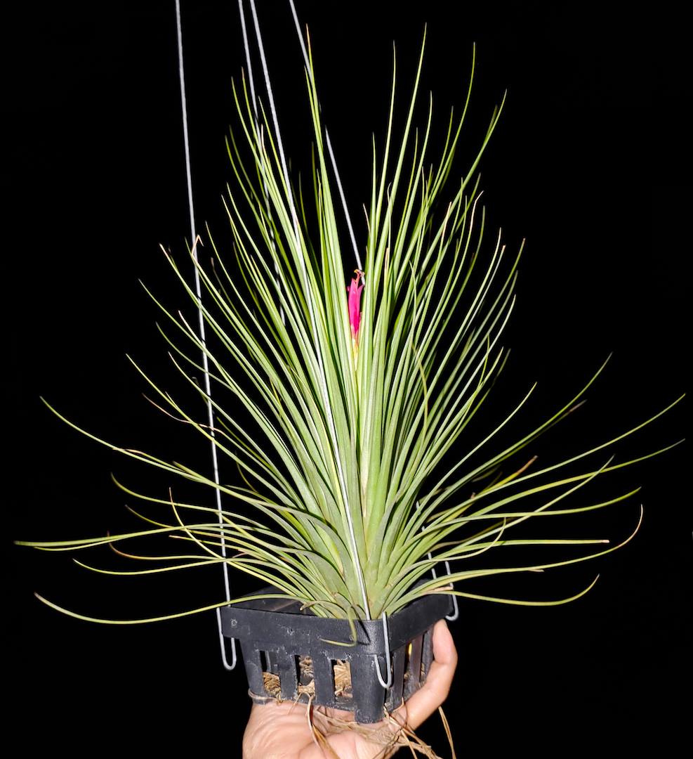 Tillandsia Hawaiian Hot Pink. (funckiana x concolor)