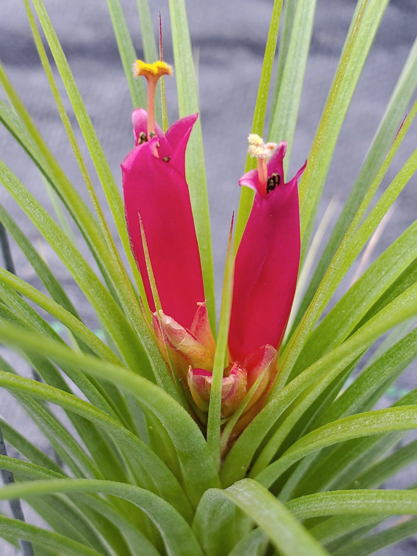 Tillandsia Hawaiian Hot Pink. (funckiana x concolor)