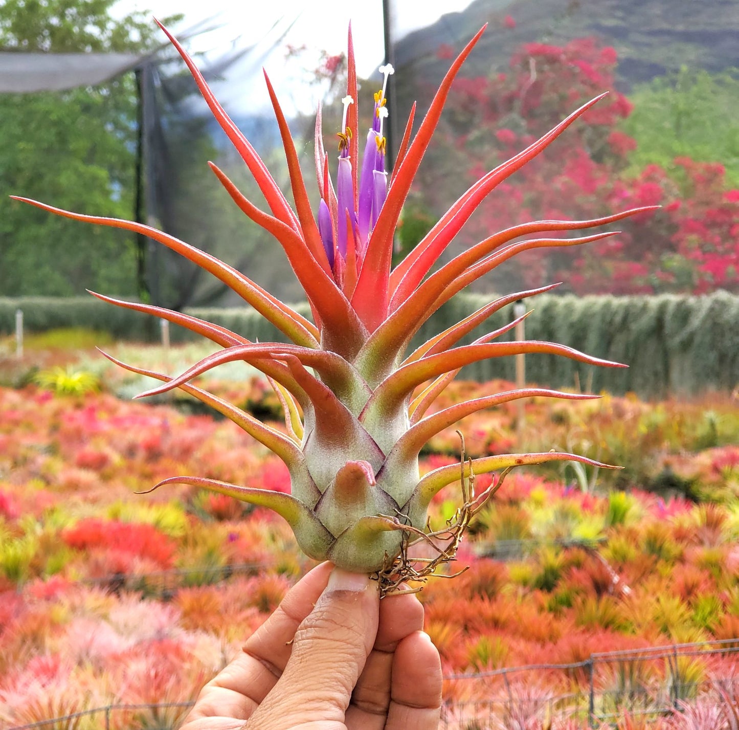 Tillandsia ionantha vanhyngiii x bulbosa large form.