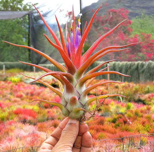 Tillandsia ionantha vanhyngiii x bulbosa large form.