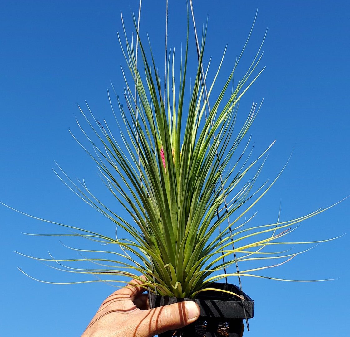 Tillandsia Hawaiian Hot Pink. (funckiana x concolor)