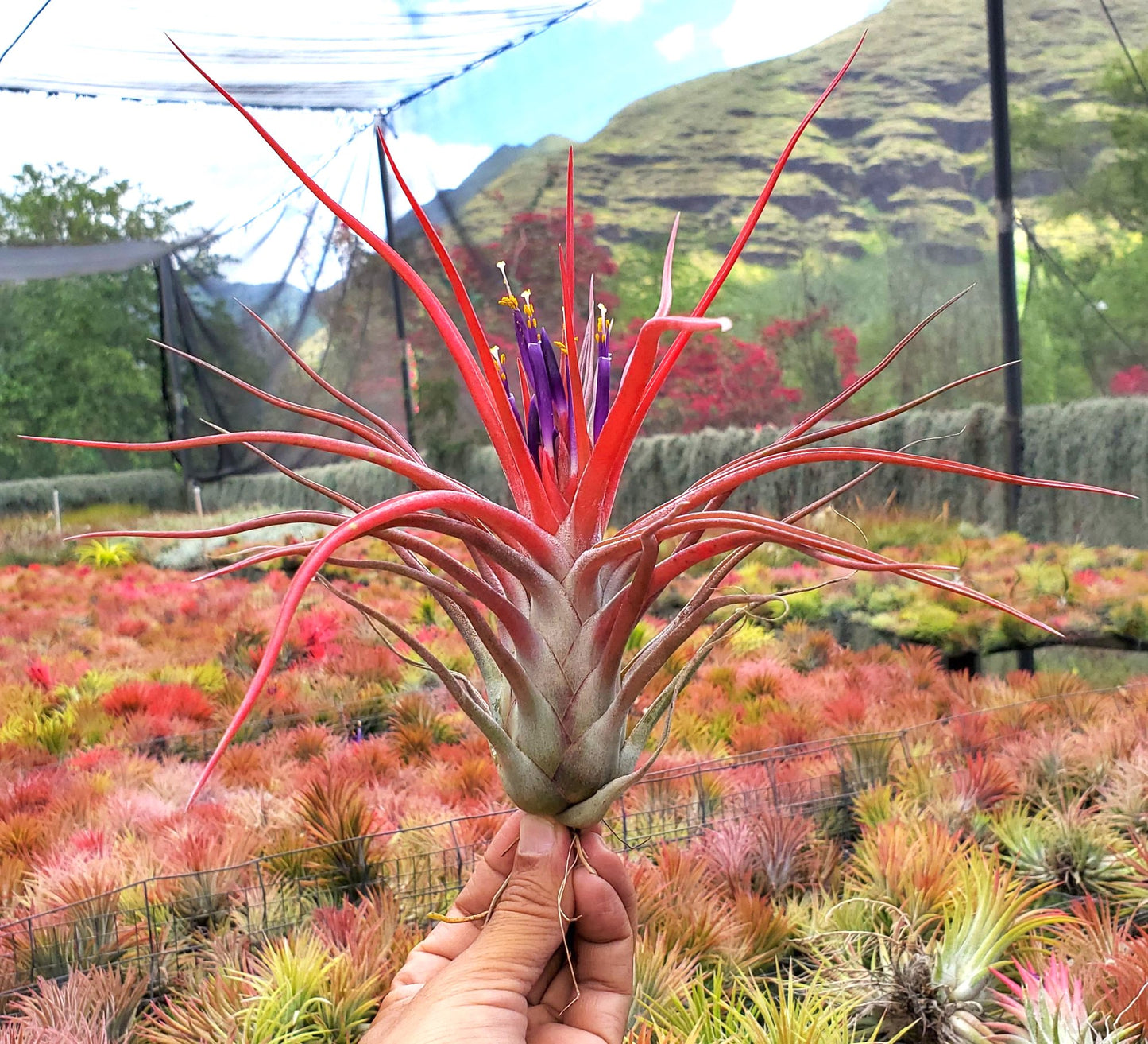 Tillandsia ionantha mexico x bulbosa large form