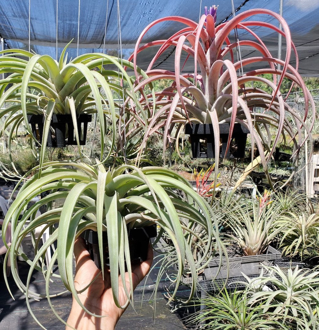 Tillandsia Hawaiian Blush. (capitata honduras x riohondoensis)