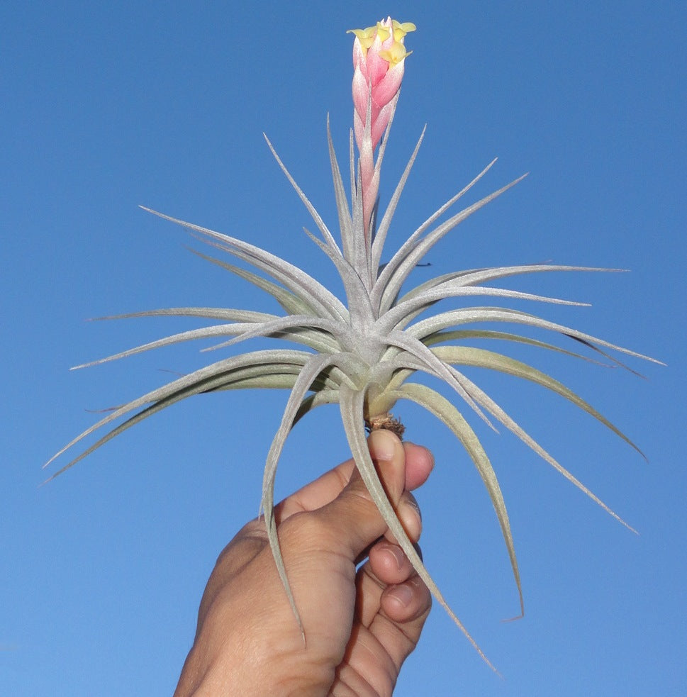 Tillandsia White Star. (ixioides x recurvifolia)