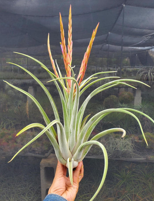 tillandsia caput medusae sonoran type 2