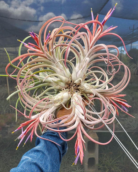 Tillandsia JD Medusa. (Aleta x caput-medusae)
