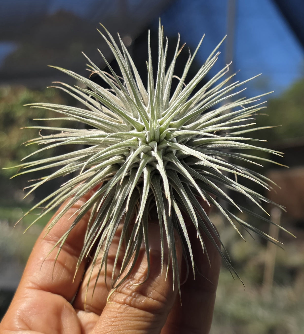 fuchsii fuchsii air plant at Tillandsia In Hawaii