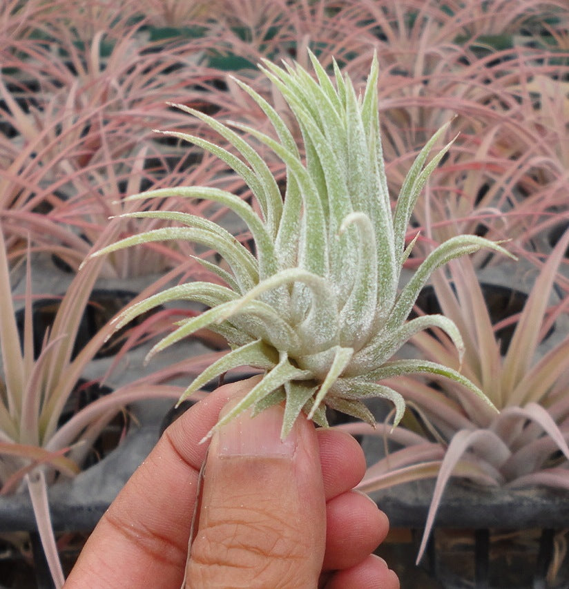 Tillandsia ionantha Hawaiian Lavender