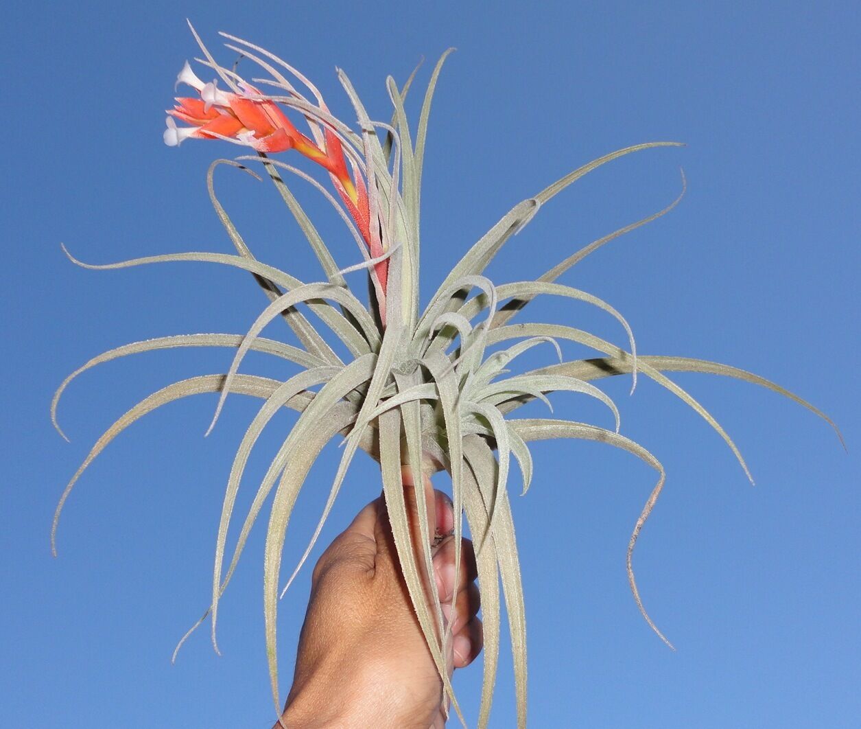 Tillandsia subsecundifolia