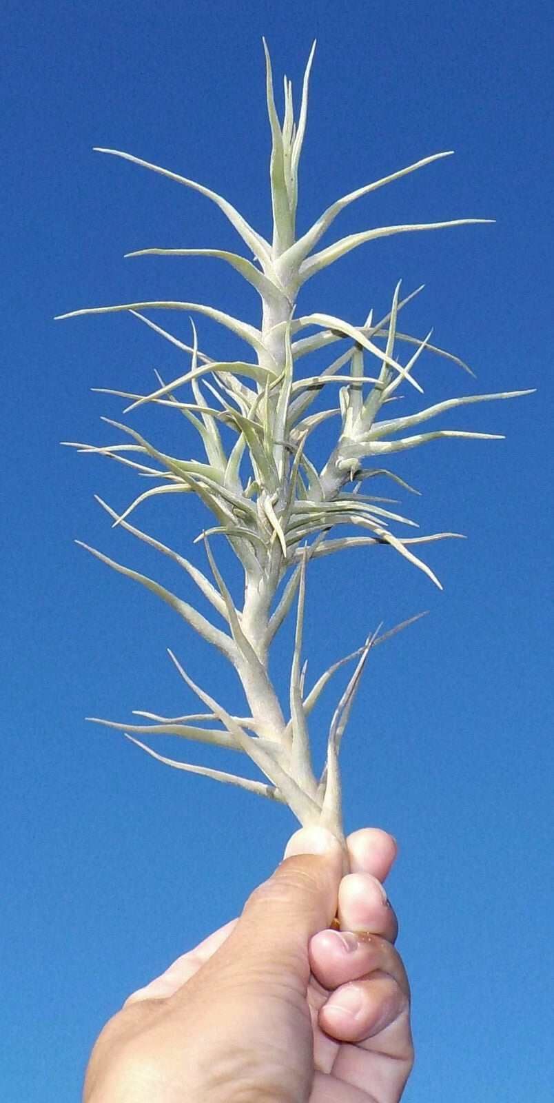 Tillandsia diaguitensis