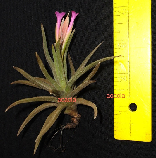 Tillandsia argentina