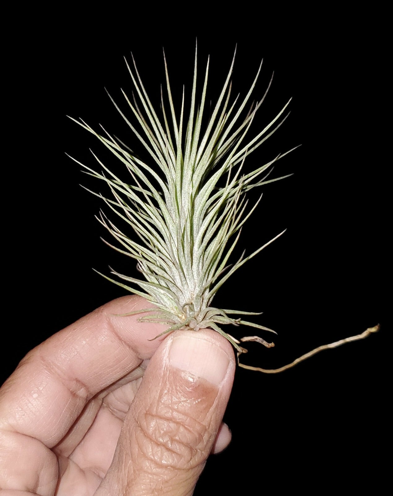 3 small tillandsia funckiana