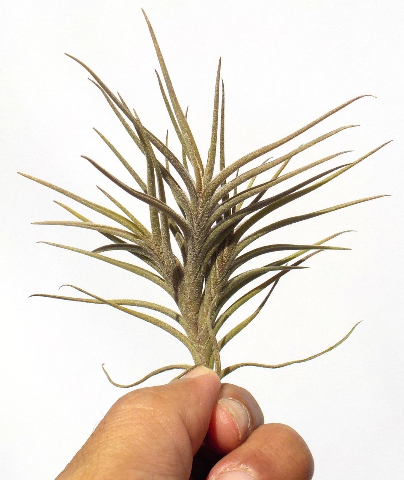 Tillandsia bandensis
