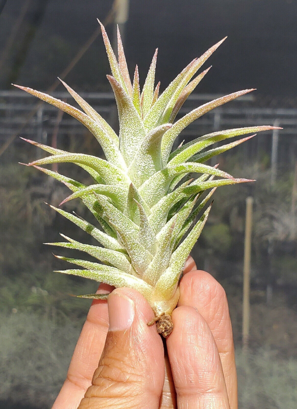 Tillandsia ionantha vanhyningii