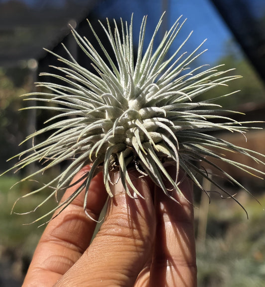 Tillandsia fuchsii fuchsii air plant