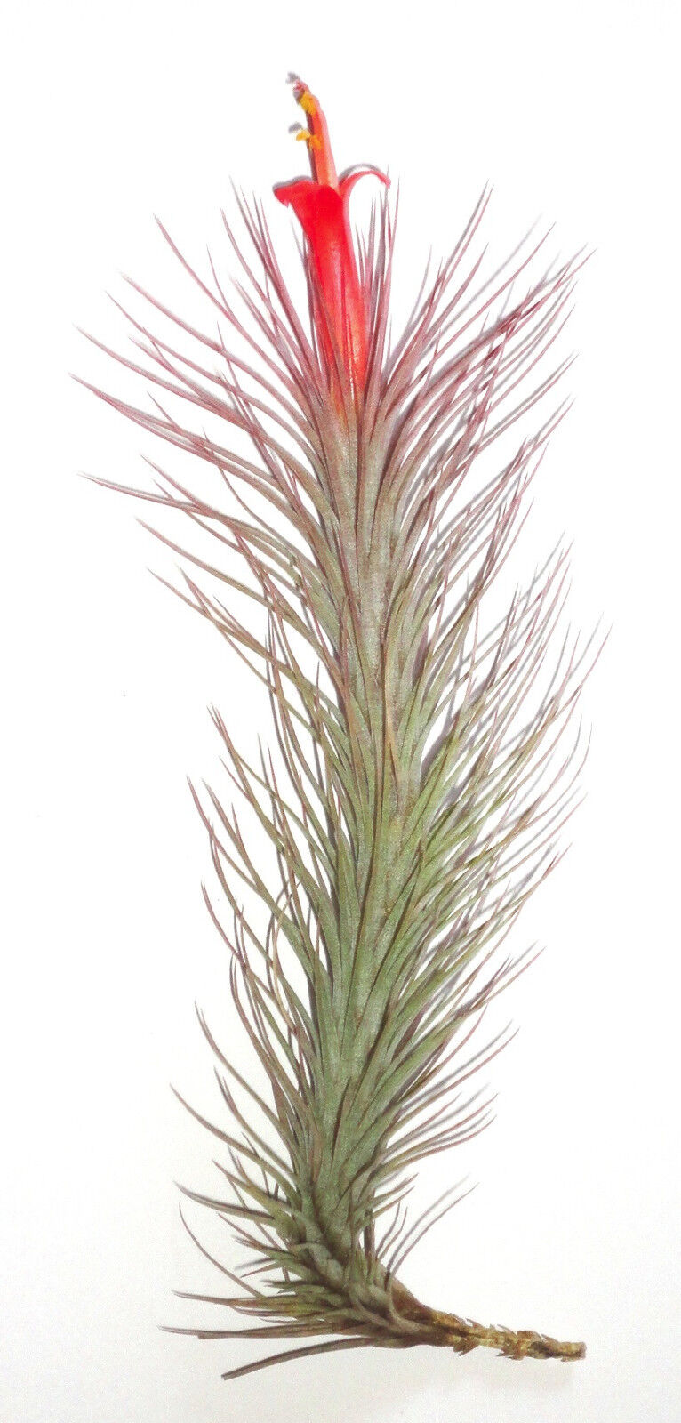 Tillandsia funckiana.  4 inches tall