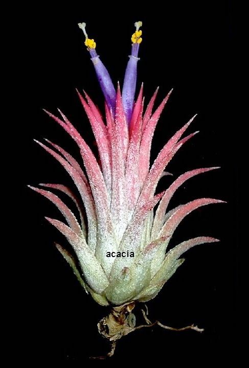 Tillandsia ionantha mexico. 2 inches tall