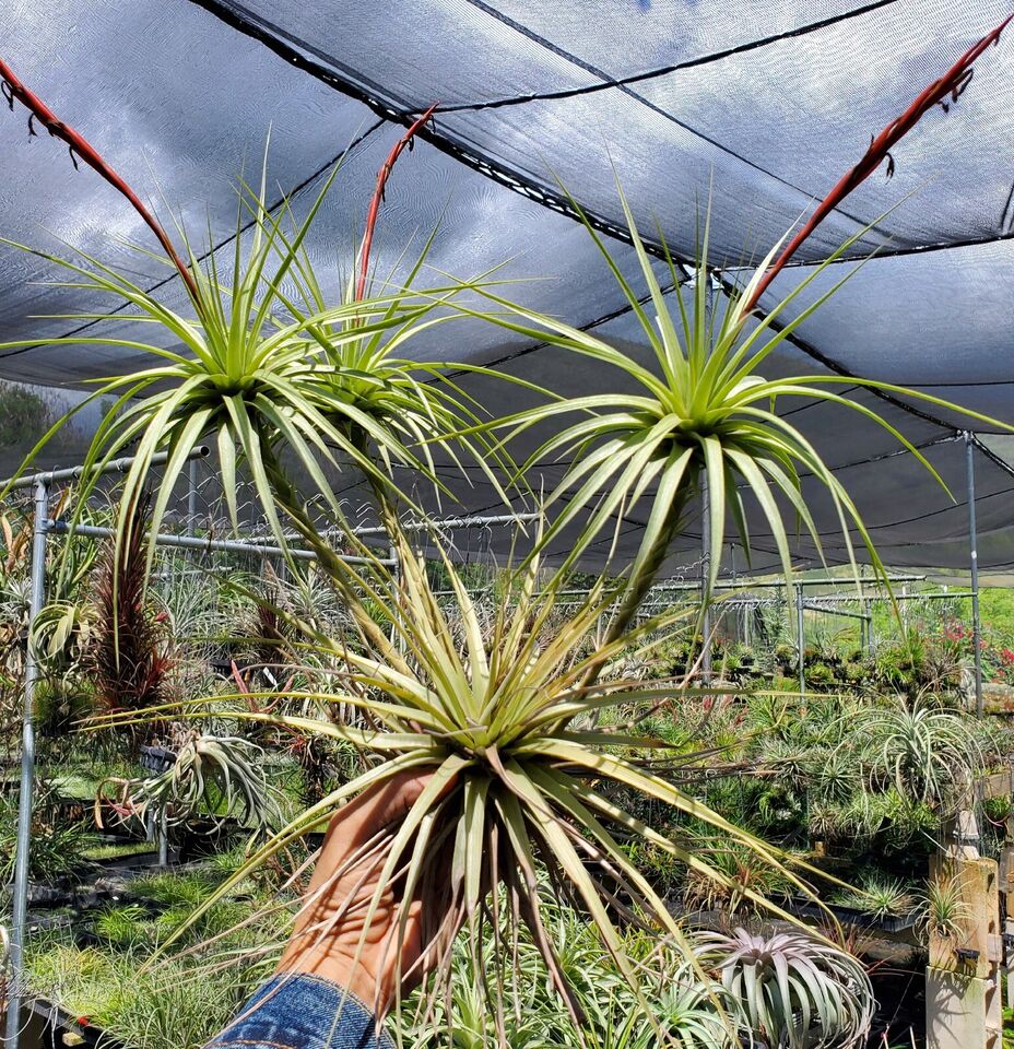 Tillandsia espinosae Ecuador. (large form)