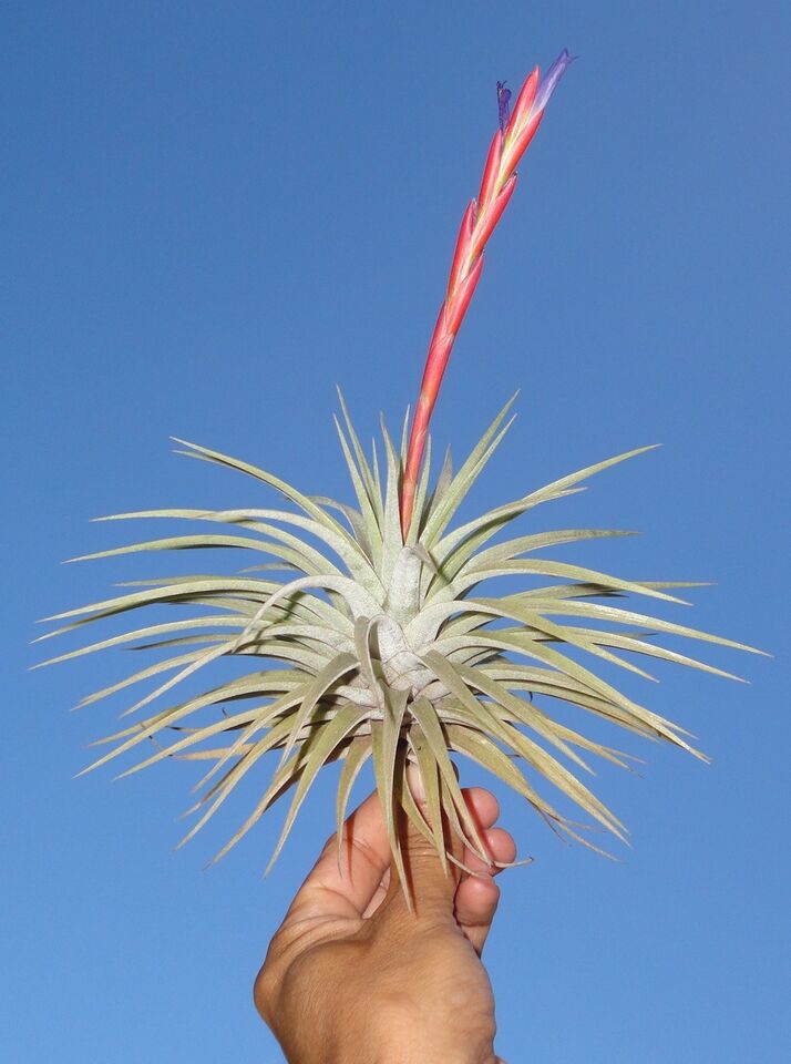 Tillandsia espinosae Peru. (small form)