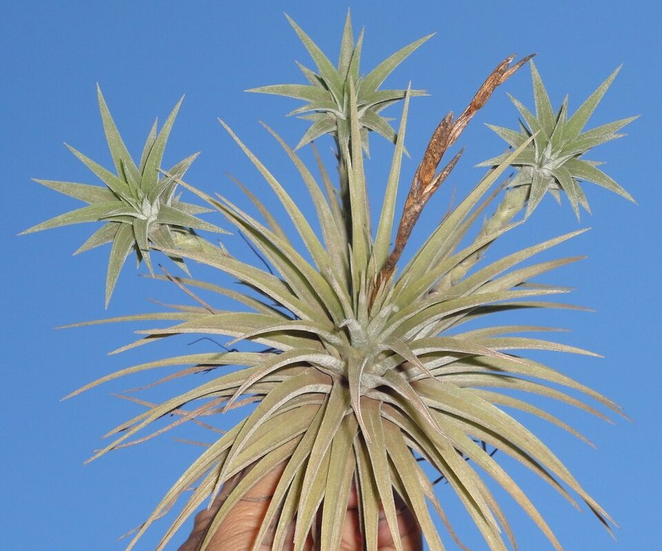 Tillandsia espinosae Peru. (small form)