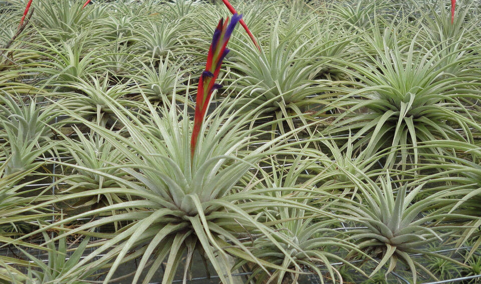 Tillandsia espinosae Peru. (small form)