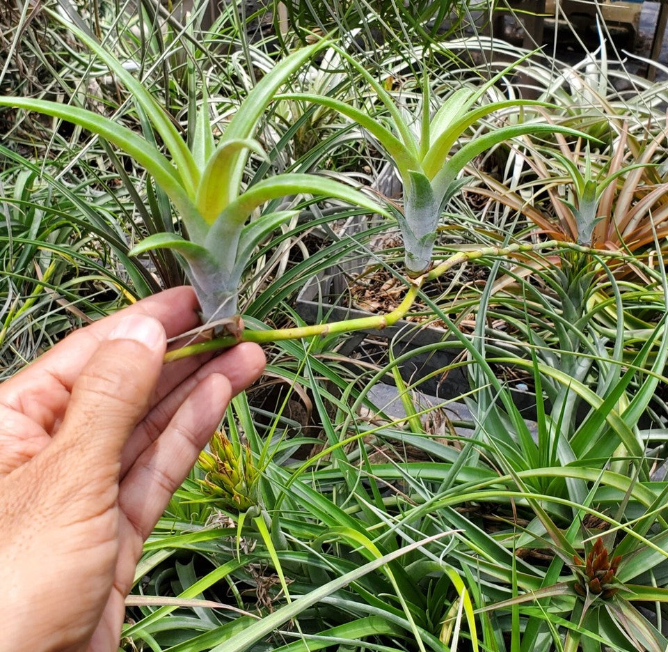 Tillandsia flexuosa viviparous