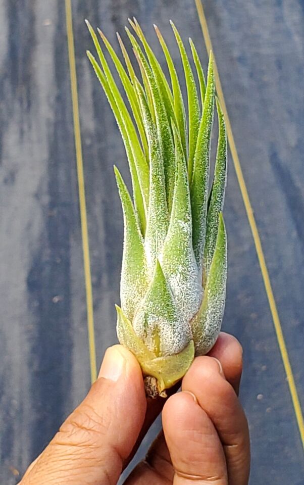 Tillandsia Tina Parr. (Seleriana x ionantha)