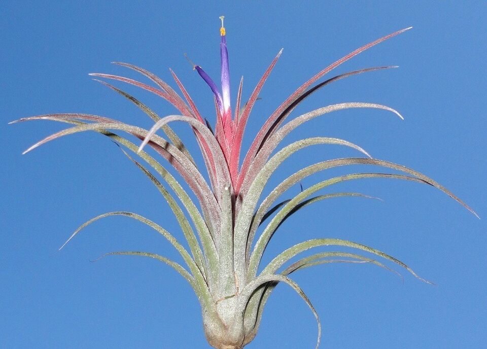 Tillandsia I Love You. (baileyi x ionantha mexico)