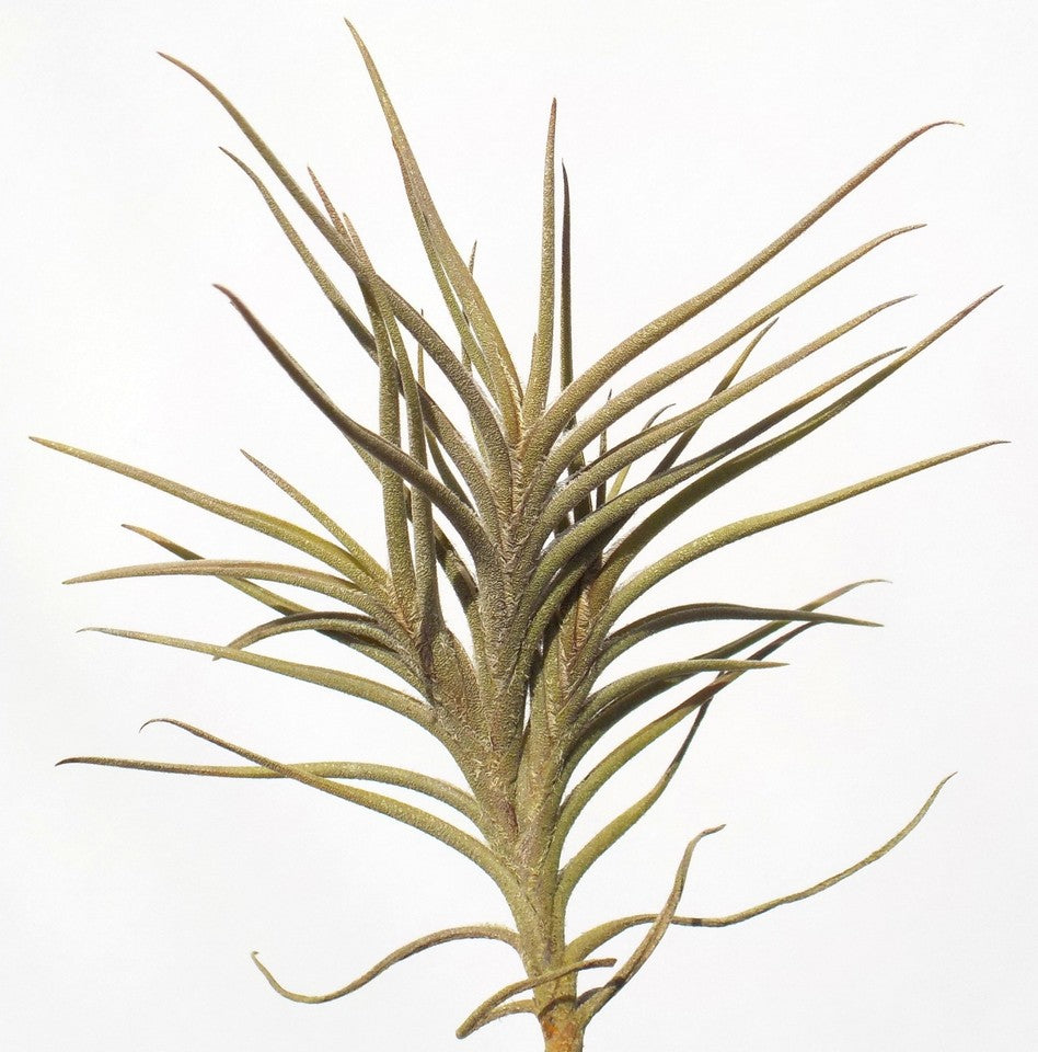 Tillandsia bandensis