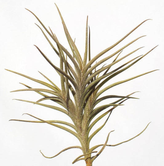 Tillandsia bandensis