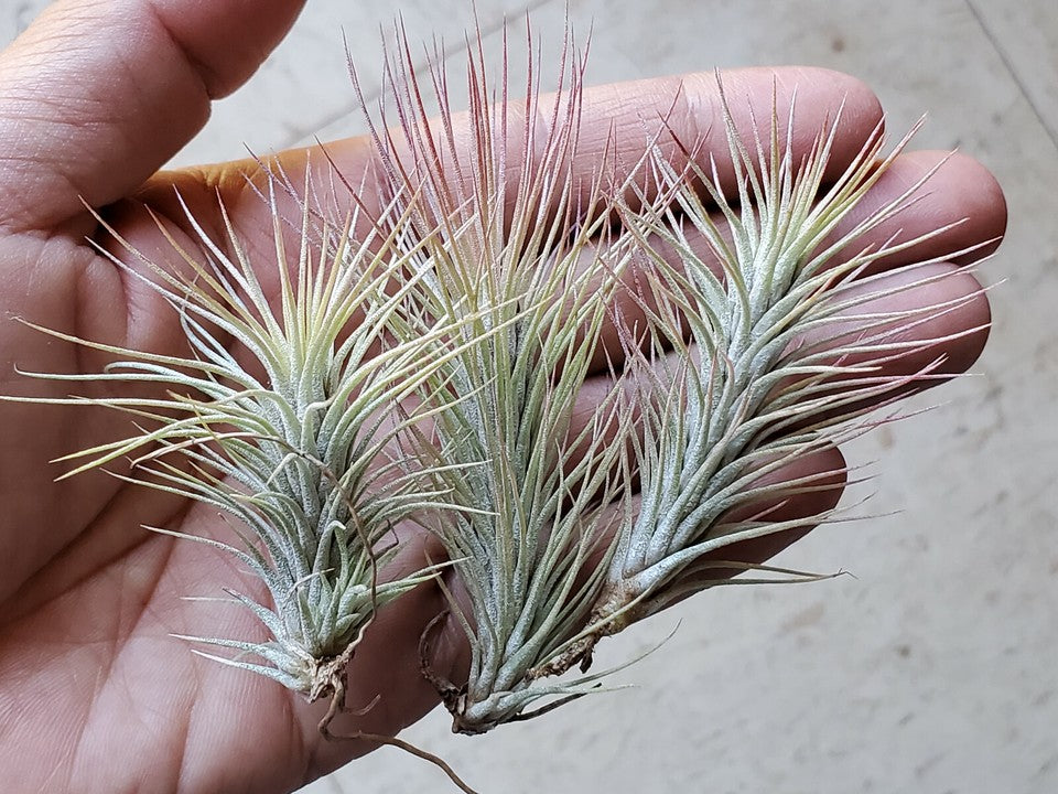 3 small tillandsia funckiana