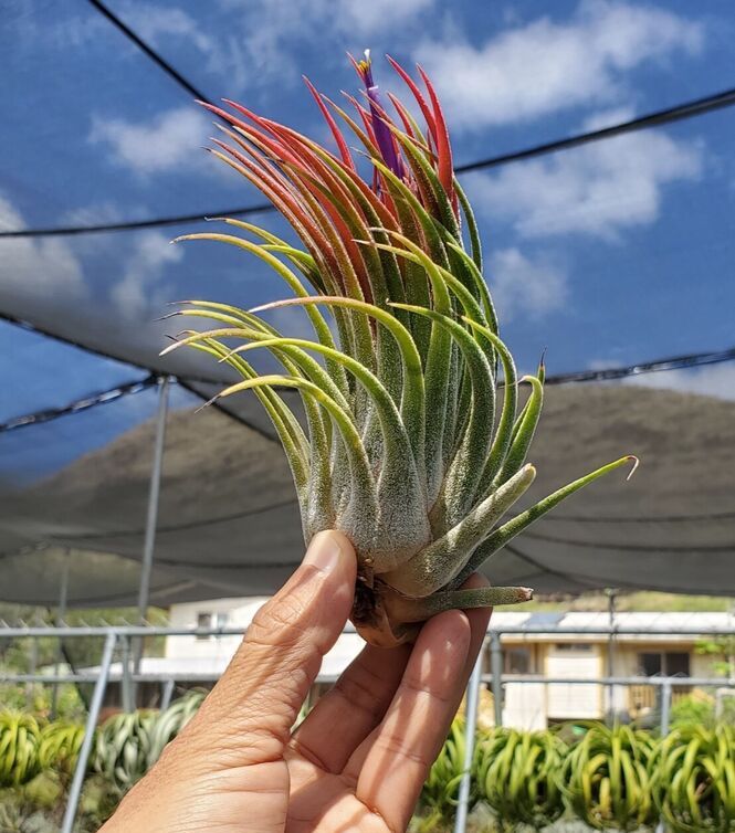 Tillandsia Tina Parr. (Seleriana x ionantha)