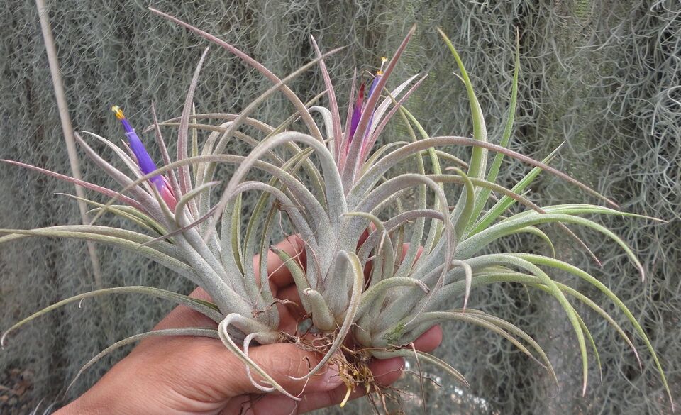 Tillandsia I Love You. (baileyi x ionantha mexico)