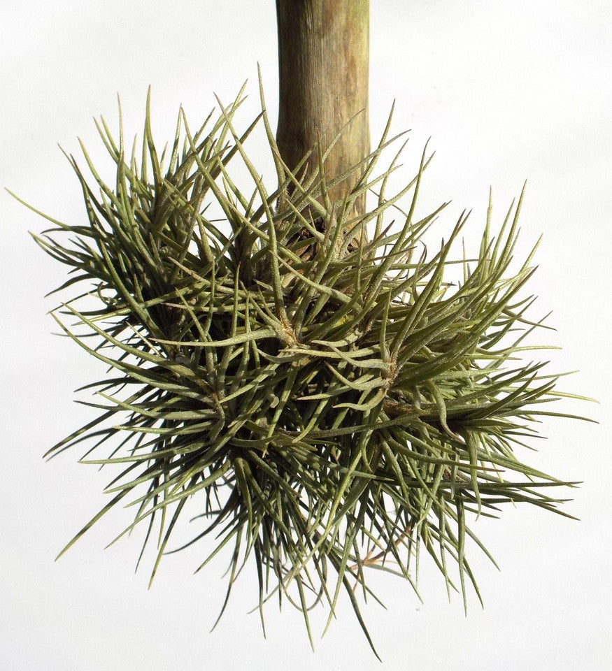 Tillandsia bandensis
