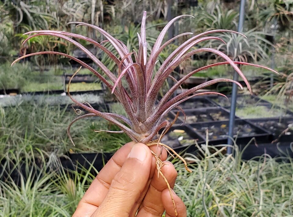 Tillandsia capitata domingensis