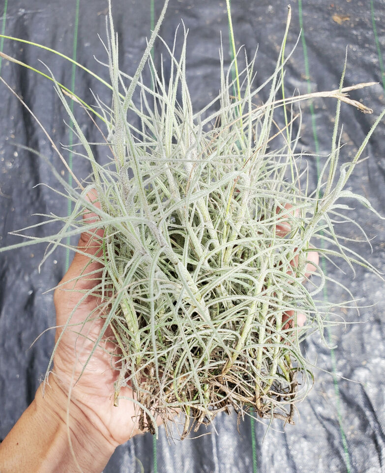 Tillandsia mallemontii bunch