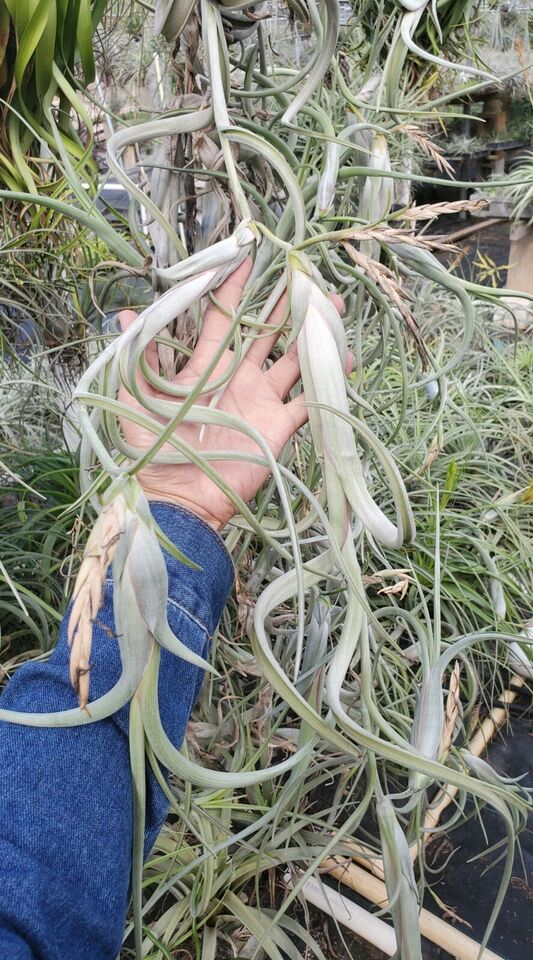 Tillandsia intermedia