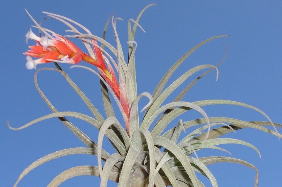 Tillandsia subsecundifolia