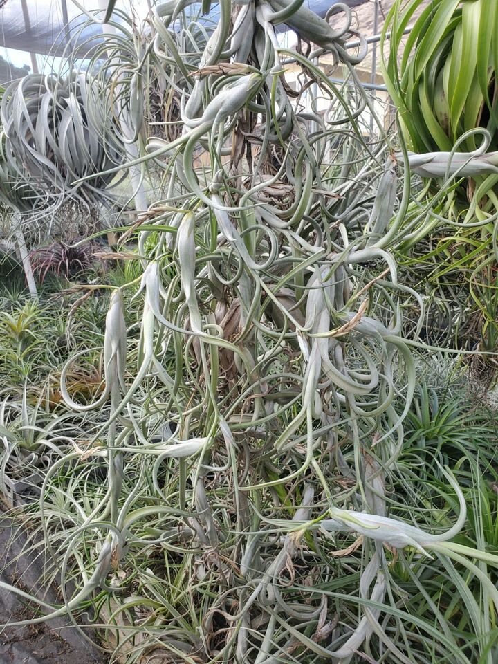 Tillandsia intermedia