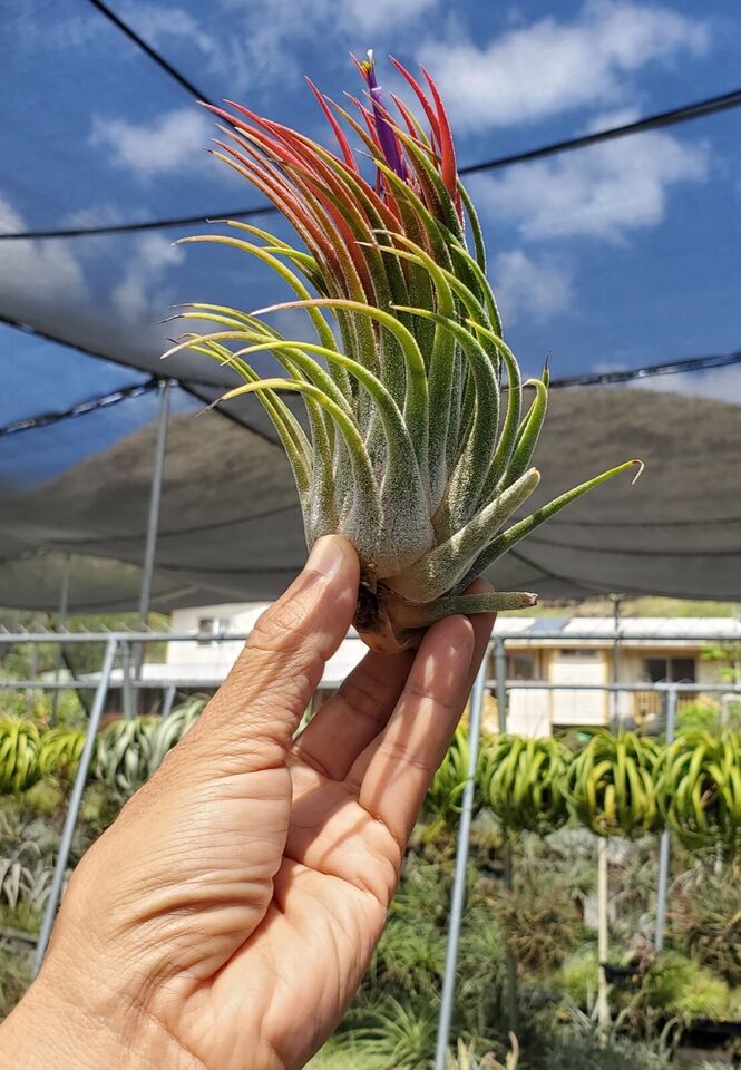 Tillandsia Tina Parr. (seleriana x ionantha).