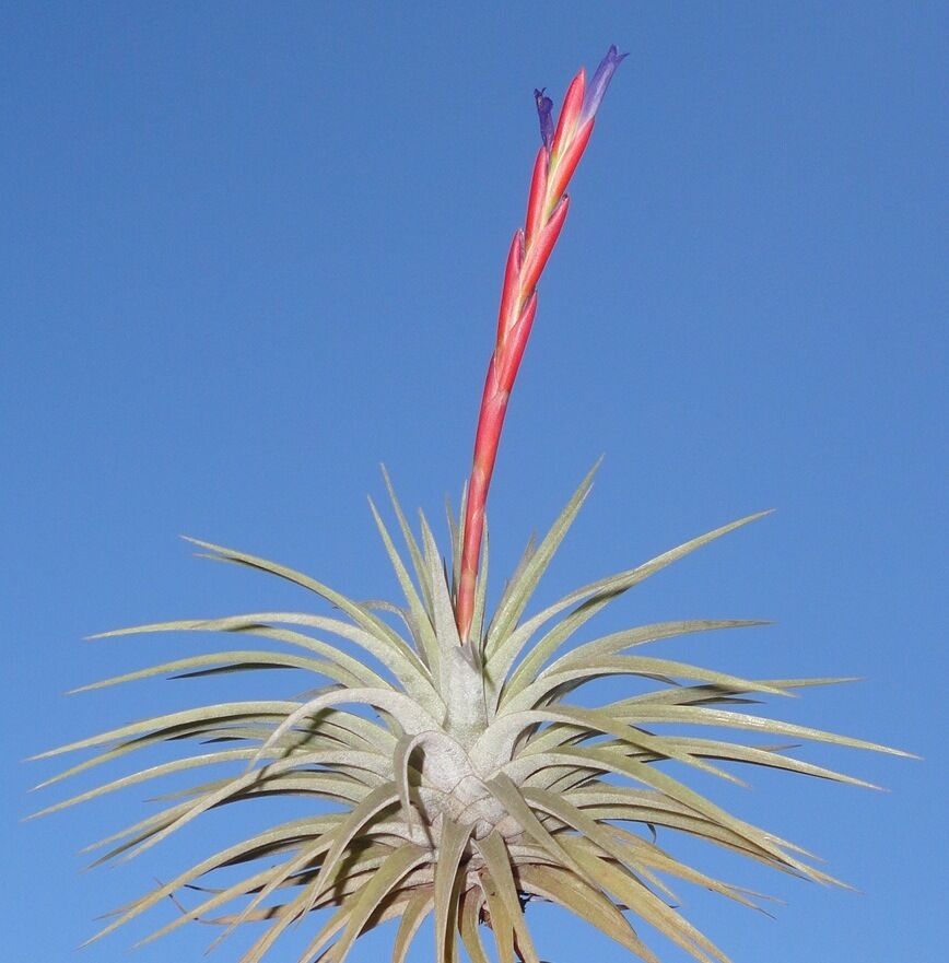 Tillandsia espinosae Peru. (small form)