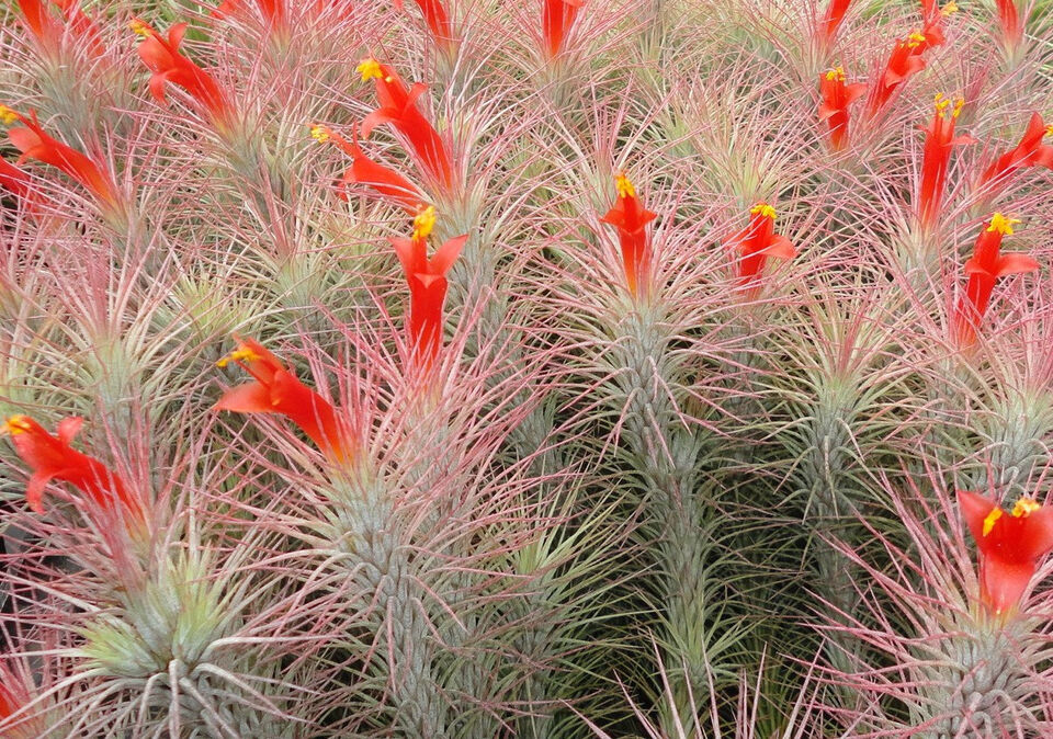 Tillandsia funckiana.  4 inches tall