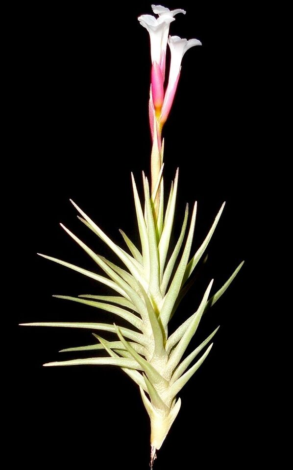 tillandsia cocoensis