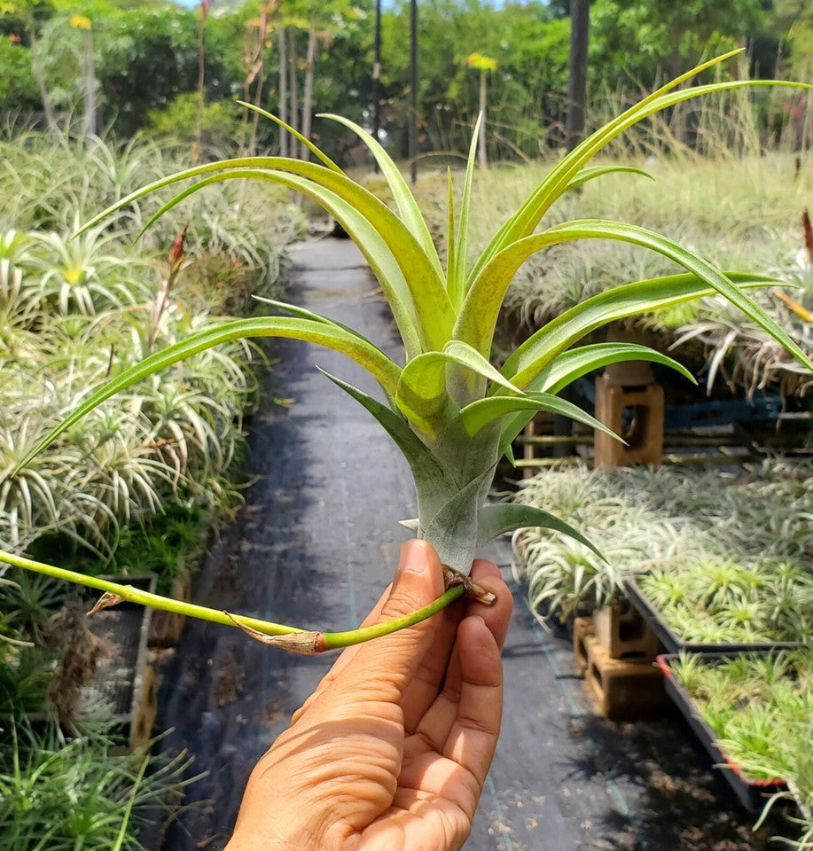 Tillandsia flexuosa viviparous