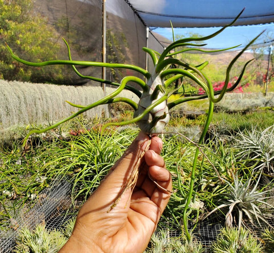 Tillandsia bulbosa belize large form