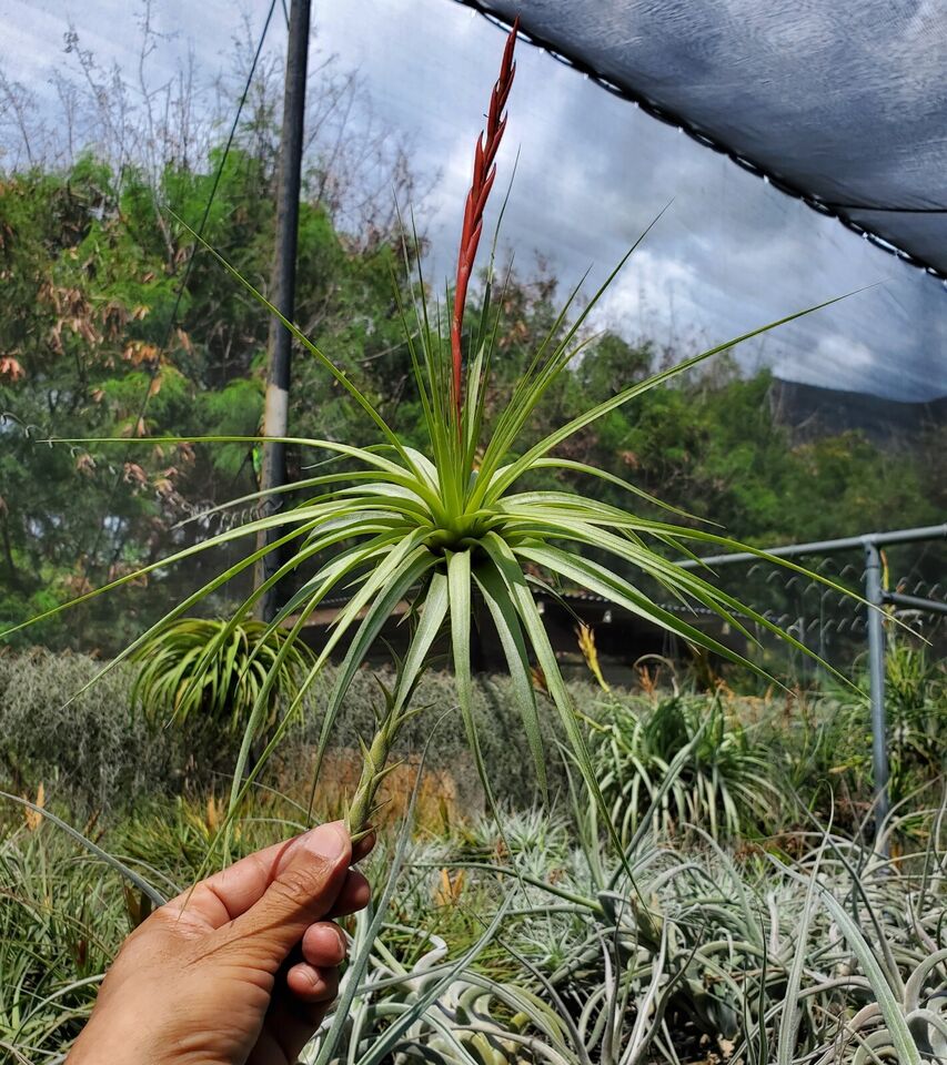 Tillandsia espinosae Ecuador. (large form)